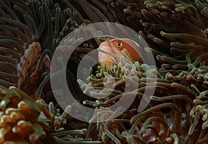 Fish hiding anemone aceh indonesia scuba diving