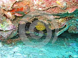 Fish hiding in coral reef