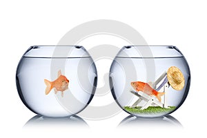 Fish holiday concept