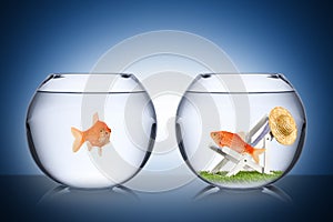 Fish holiday concept