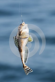 Fish on the hook