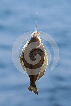 Fish on the hook