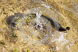 A fish on a hook fighting in shallow water