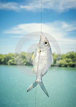 Fish on the hook