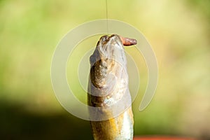 Fish on a hook