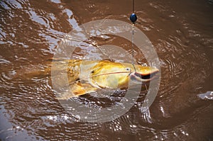 Fish hooked by a fisherman on the water surface. Fish known as J
