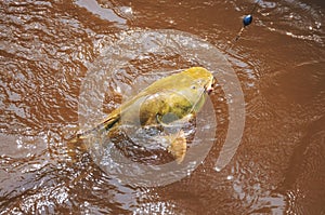 Fish hooked by a fisherman on the water surface. Fish known as J