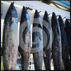 Fish on hooks, Destin, Florida