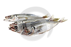 Fish horse mackerel
