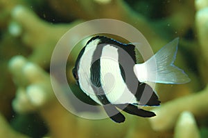 Fish - Humbug dascyllus