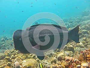 Fish Humphead Parrotfish, Bolbometopon muricatum