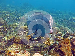 Fish Humphead Parrotfish, Bolbometopon muricatum