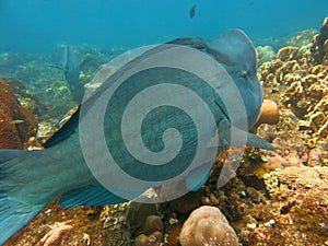 Fish Humphead Parrotfish, Bolbometopon muricatum in Bali