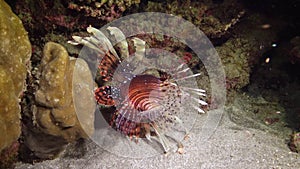 Fish hunts at night. Common lionfish Pterois volitans, Fish hunt and swim over a coral reef