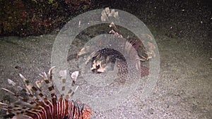 Fish hunts at night. Common lionfish Pterois volitans, Fish hunt and swim over a coral reef. Red Sea, Egypt