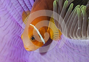 A fish I do not know in Maldives, I took the photo underwater and the liveliness looks great