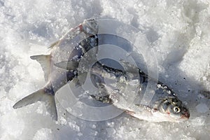 Fish on ice