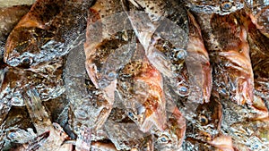 Fish on ice at fish market. Group of raw fresh fish on market stall. Seafood concept. High angle view. Selective focus.