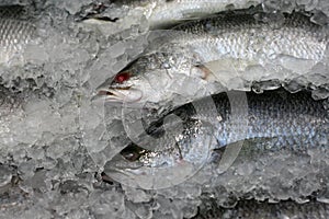 Fish in the ice