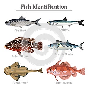 Fish icon set vector realistic illustration