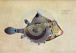 Fish Illustration after Emil Bloch Plate photo