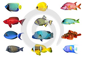 Fish index spacies