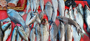 Fish in indian market photo