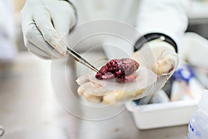 Fish interior to be tested in laboratory, quality test