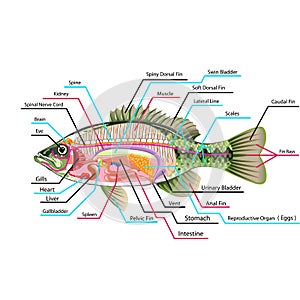 Fish internal organs Vector Art diagram Anatomy with Labels