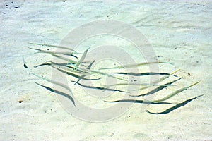 Fish isla contoy in mexico froath the sea wave