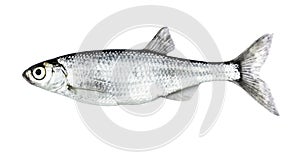 Fish isolated bleak Alburnus photo