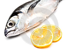 Fish isolated image