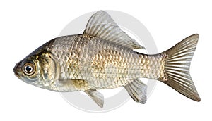 Fish isolated, river crucian carp with scales and fins. photo