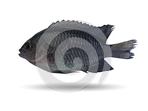 Fish isolated on white