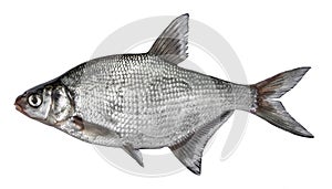Fish isolated on white background. Common river bream. Side view. photo