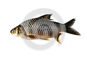 Fish isolated on white background
