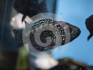 Fish Jack Dempsey cichlid fish swimming in aquarium photo