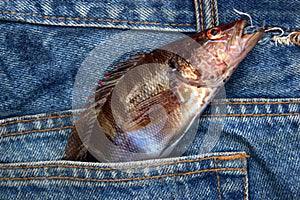 Fish in a jeans pocket. photo