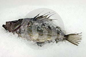 Fish John Dory