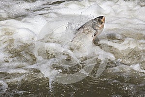 Fish jump fresh water background