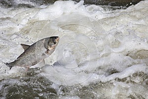 Fish jump fresh water background