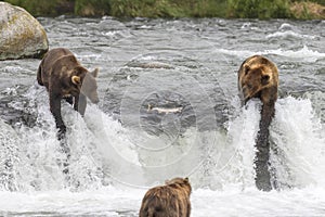 Fish jumping between bears at Brooks Falls