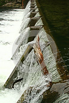 Fish jumping in Dam