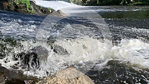 Fish jumping out of water. Iberian chub trying to get over weir in fast-flowing river.