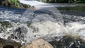 Fish jumping out of water, trying to get over dam in fast-flowing river.