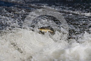 Fish jumping out of water, trying to get over dam in fast-flowing river. Iberian chub.