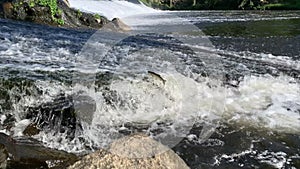 Fish jumping out of water, trying to jump over dam in river.