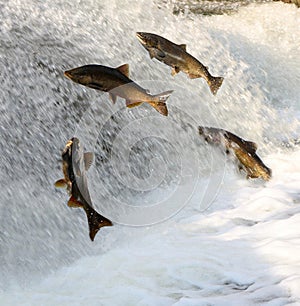 Fish jumping up rushing water to spawn