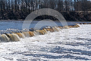 Fish jumping up in waterfall and going upstream for spawning