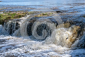 Fish jumping up in waterfall and going upstream for spawning